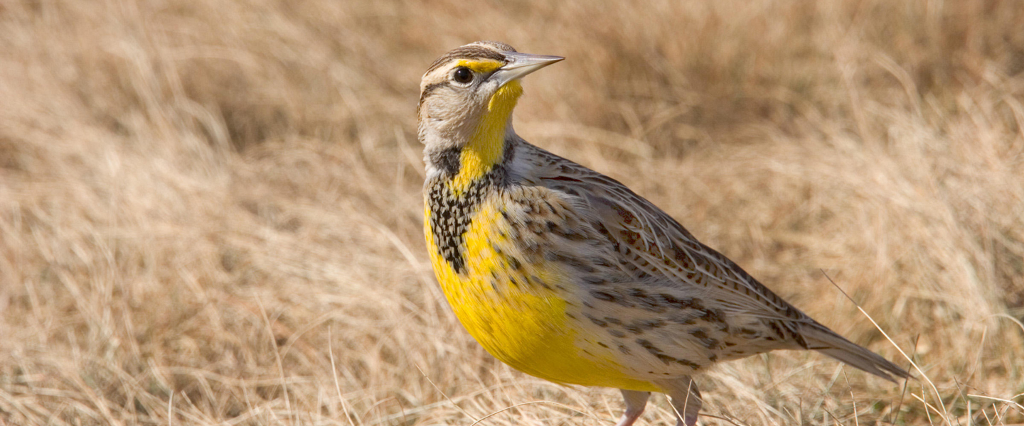 Improving grassland bird habitat